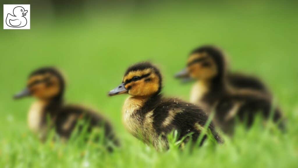 Ducklings being raised