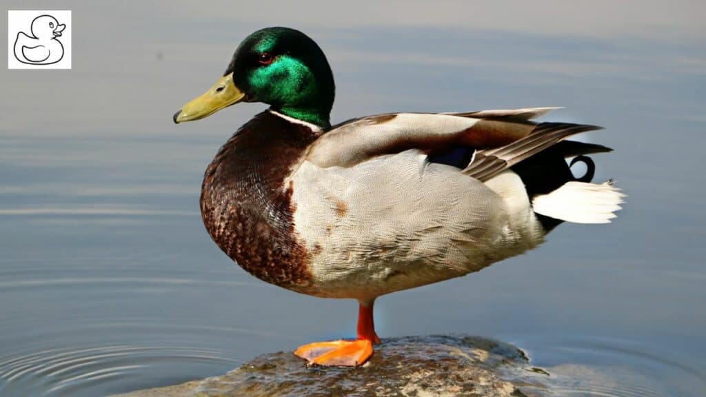 Duck with Defining Traits